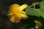 Shrubby St. Johnswort